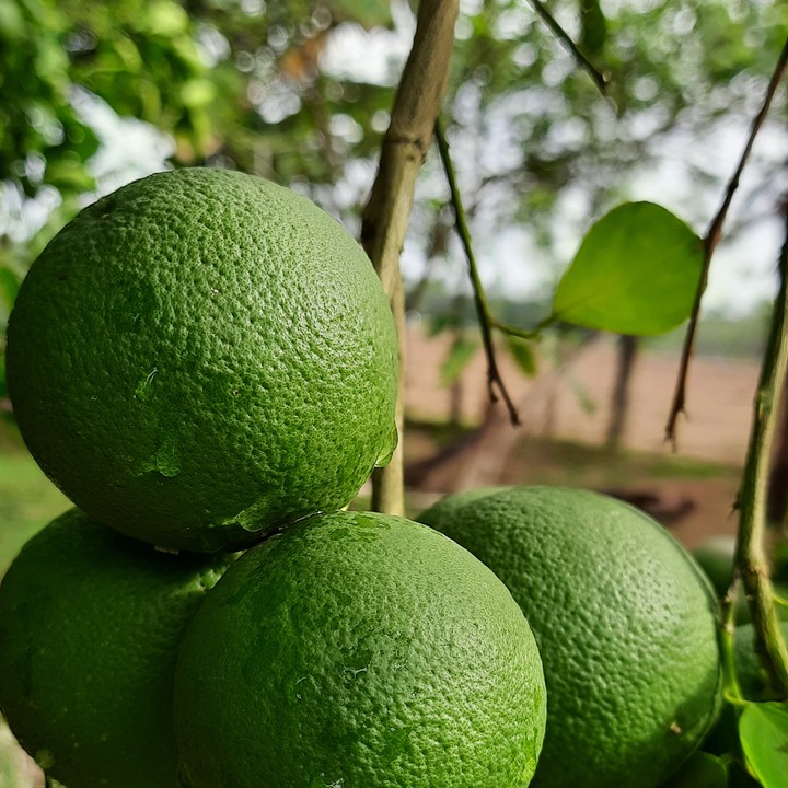 Mozambique