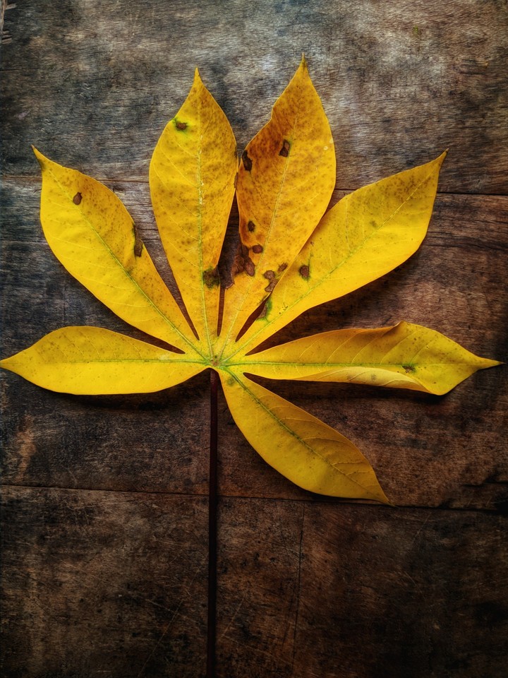 leaf