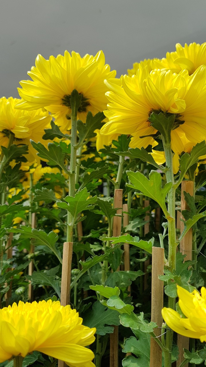Vietnamese daisy flowers