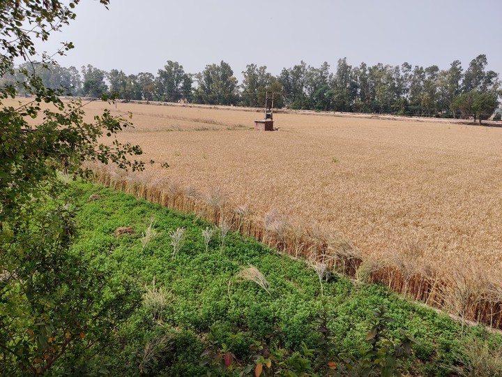 farms are the original beauty❤️