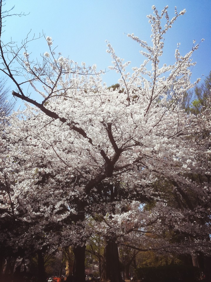 桜