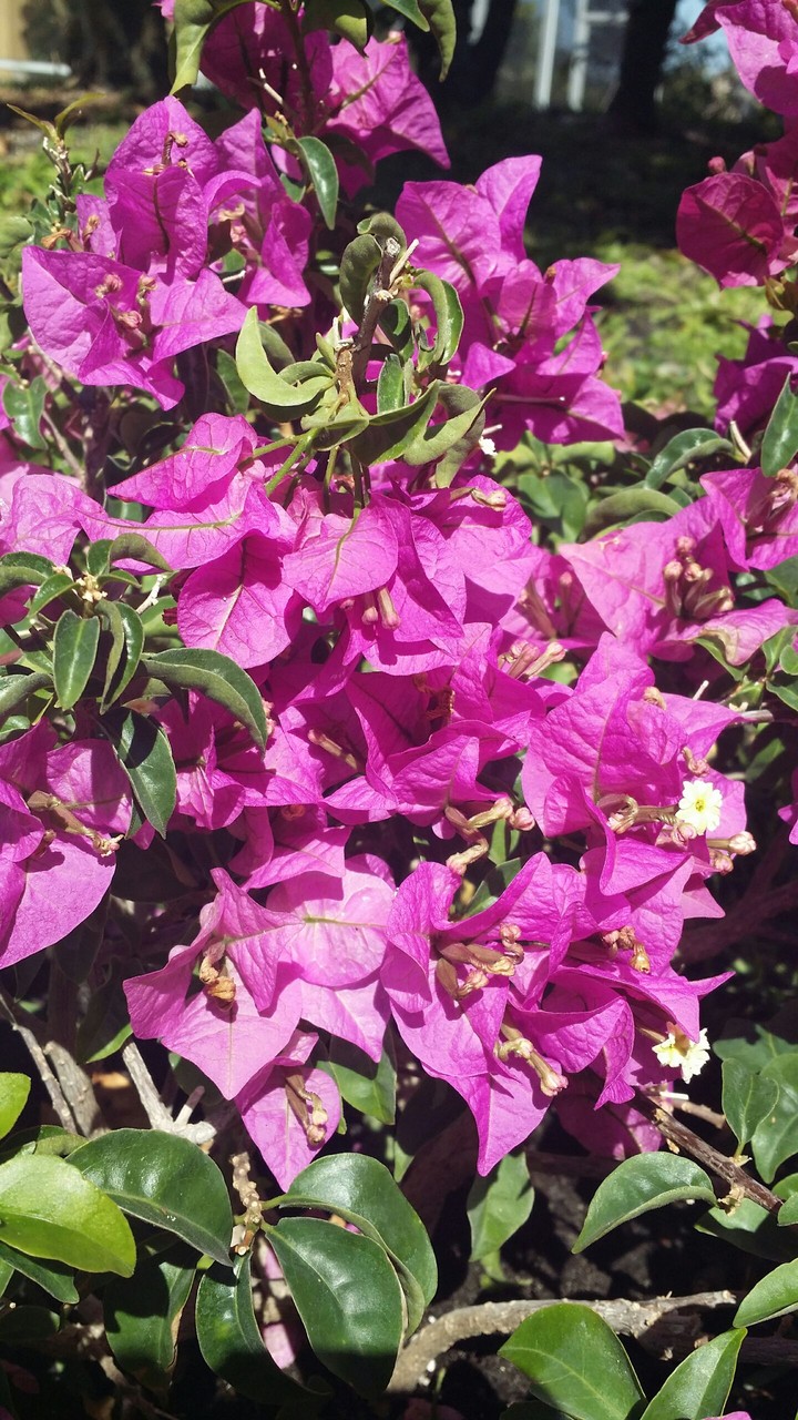 flower