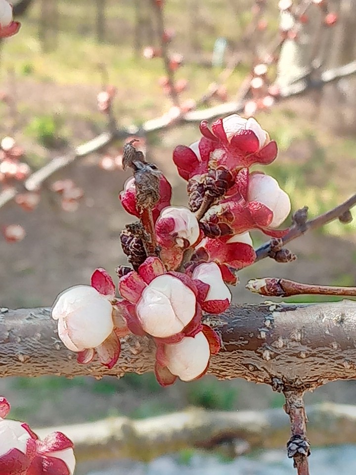 treeblossem