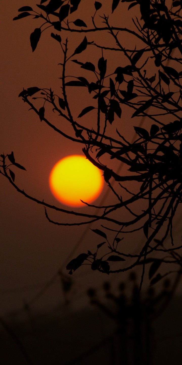 sunset & tree