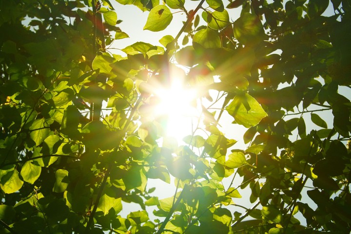 Sun shines on green leafs