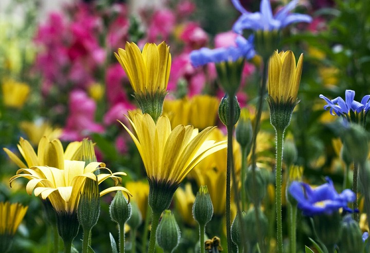 flowers