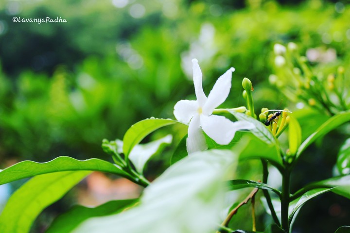 flora