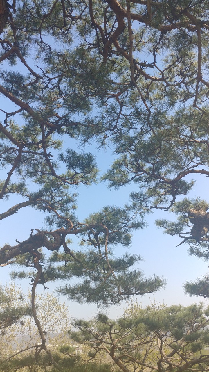 소나무