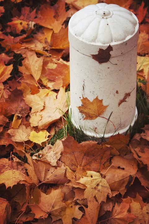 treeleaf, leaffall壁纸