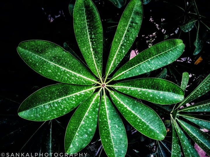 leaf