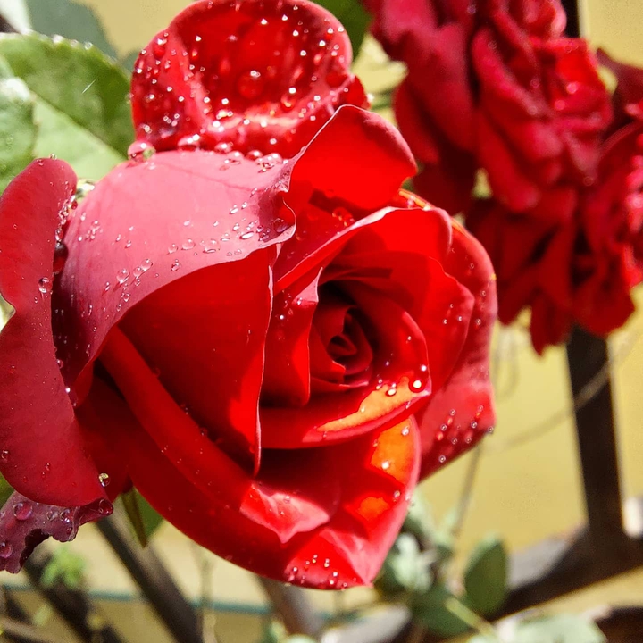 Rose at its Best