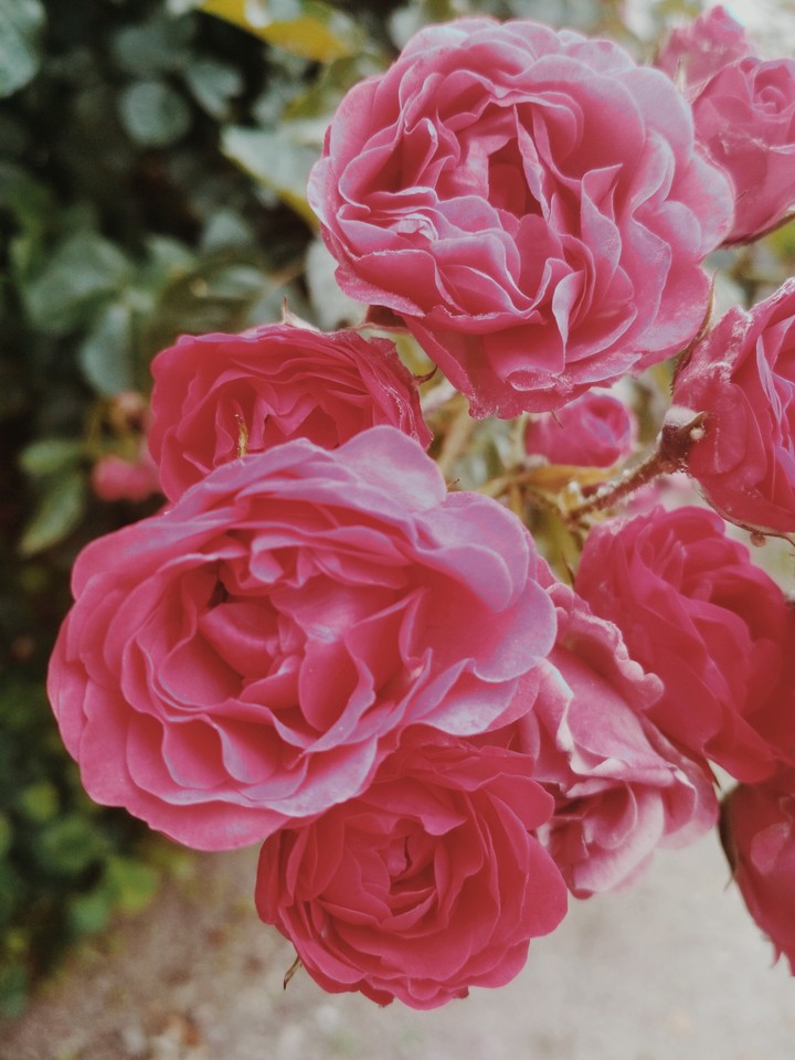 Roses