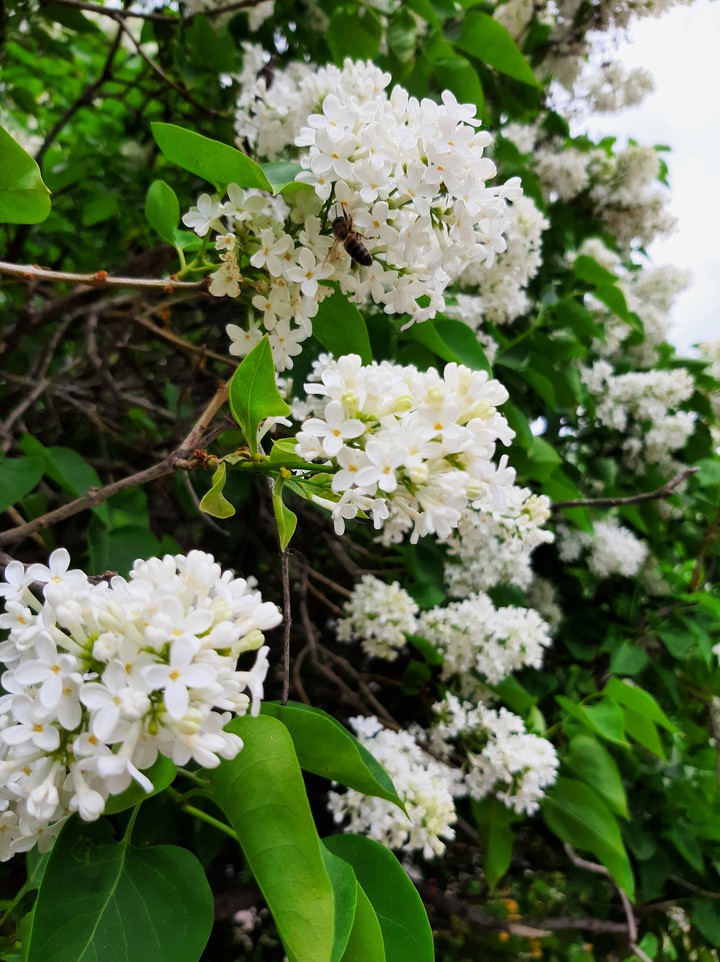 сирень 6