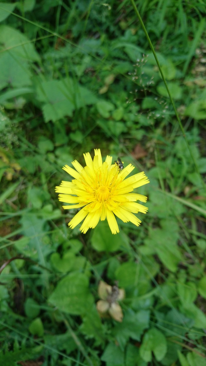 Rize doğa