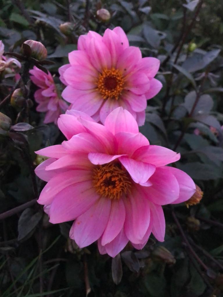 pink life...