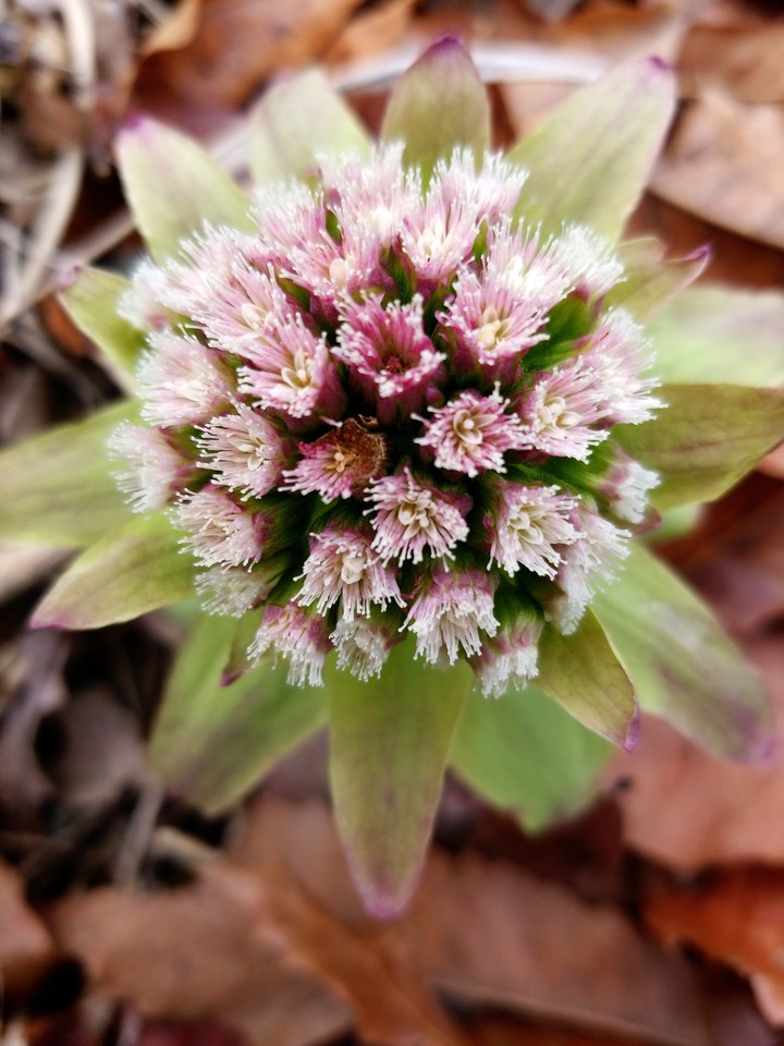 Butterbur sprout
