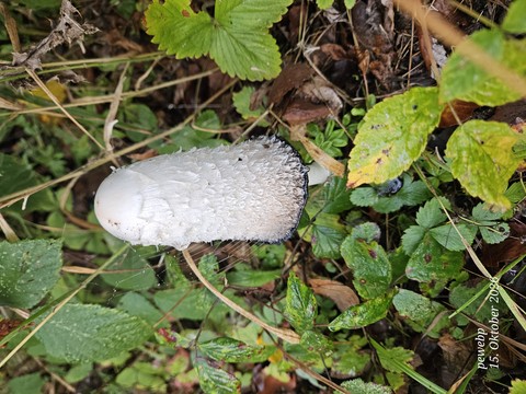 Fungus, Food, Produce