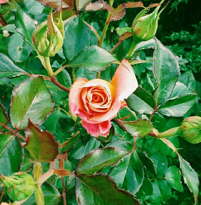 rose