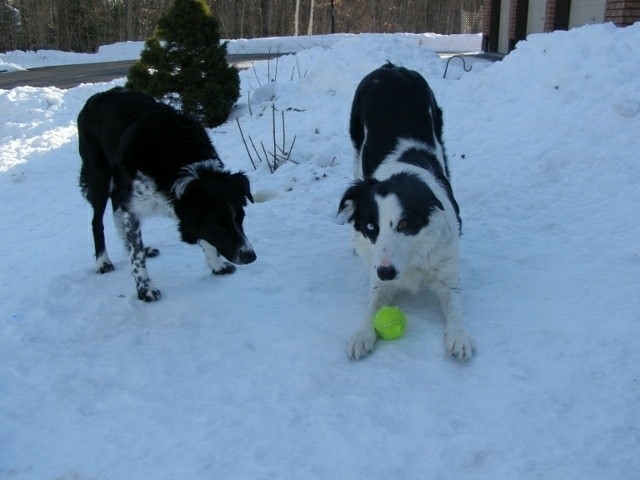 The Border Collie Because There Is No Better Dog