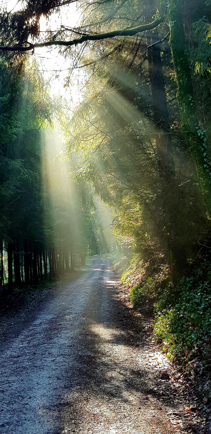forest