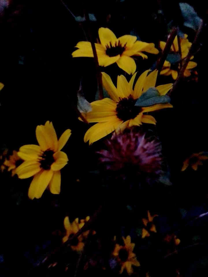 Sunflower in dark