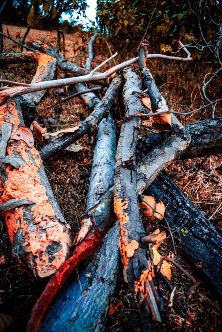 vintage woodlog