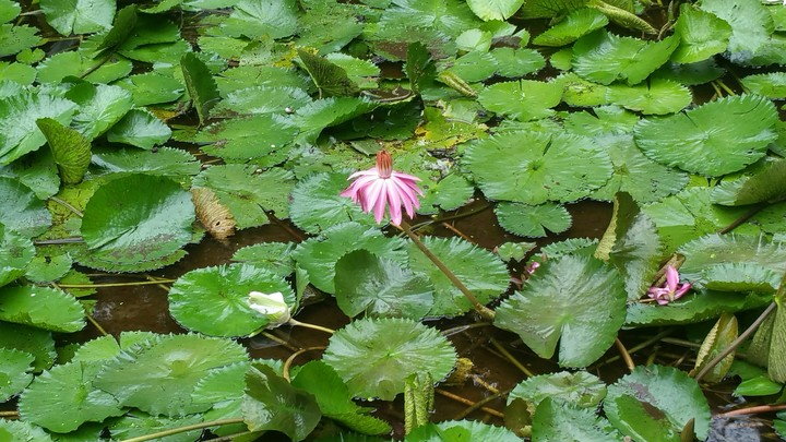 lotus
