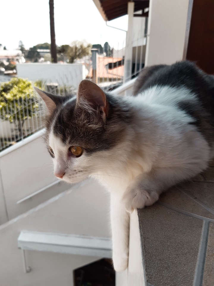 cat