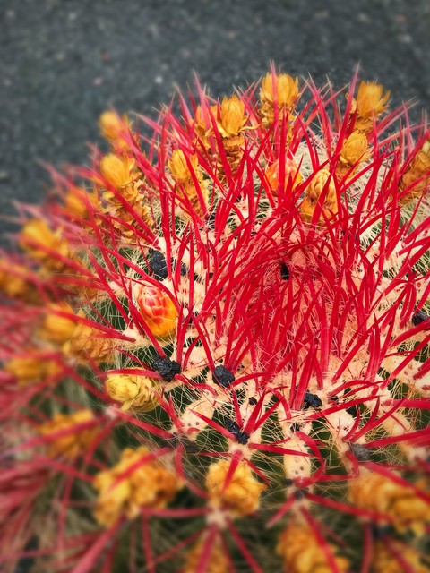 sfondi wildflower, flower