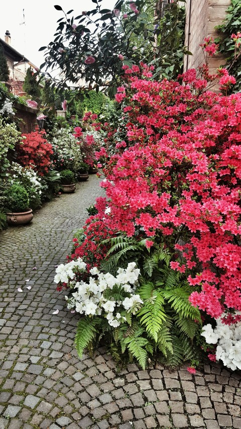 I love this garden.