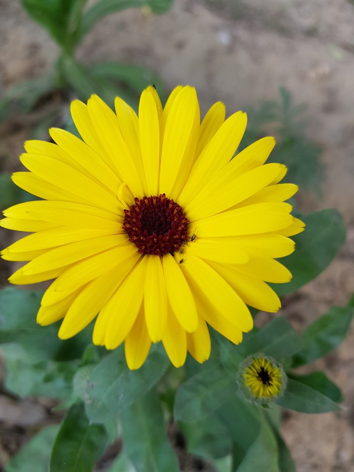 sunshine