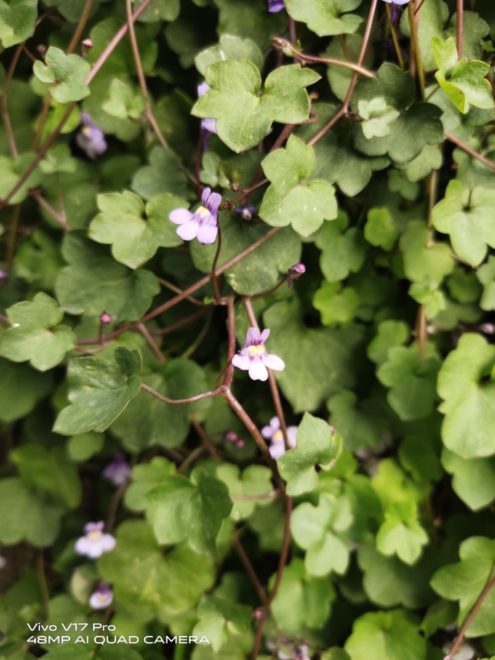 Purple Flowers
