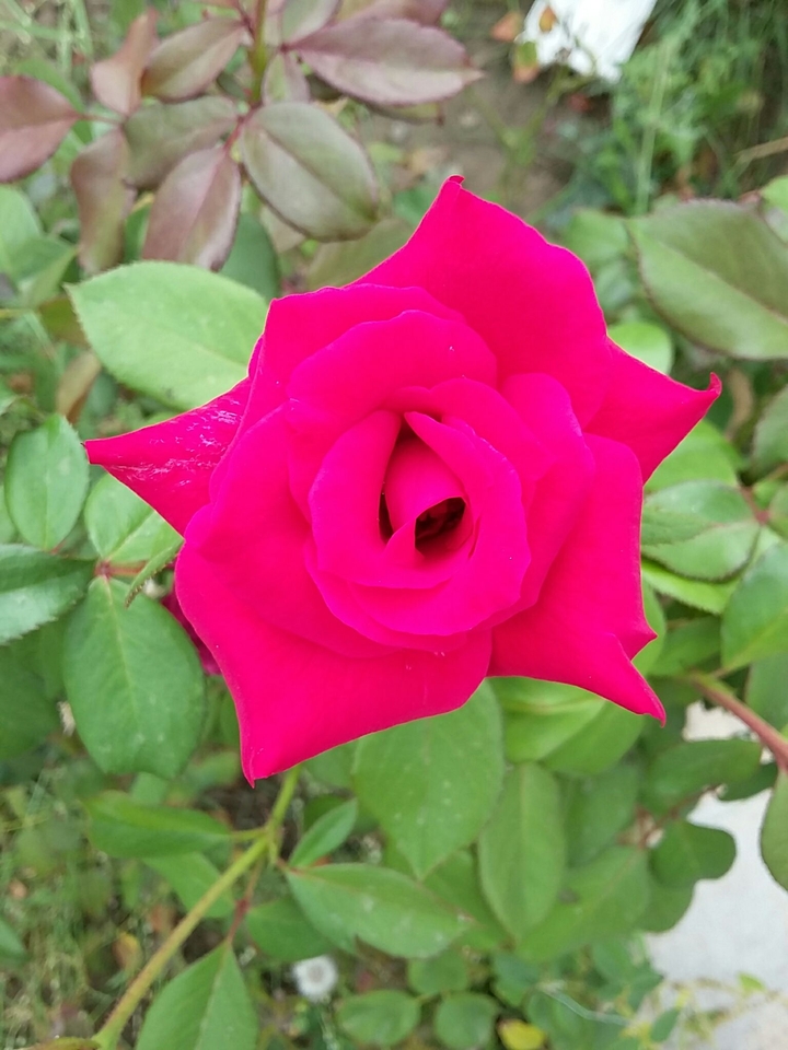 rose