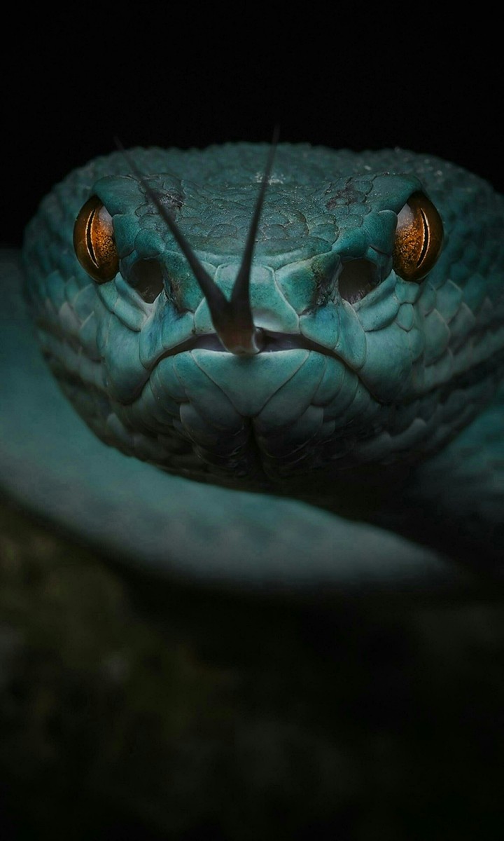 Anaconda