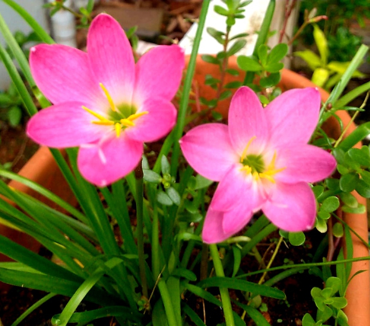 flower