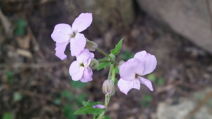 purple flowers