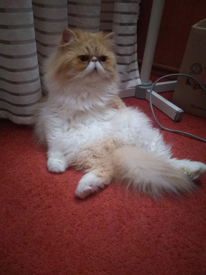 Кот Тимоша
