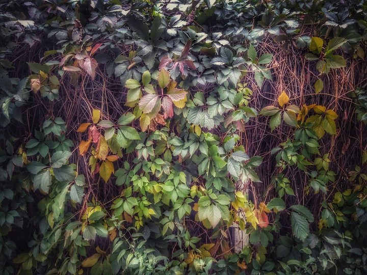 autumn grapes