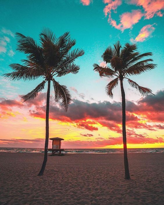 palm trees at sunset