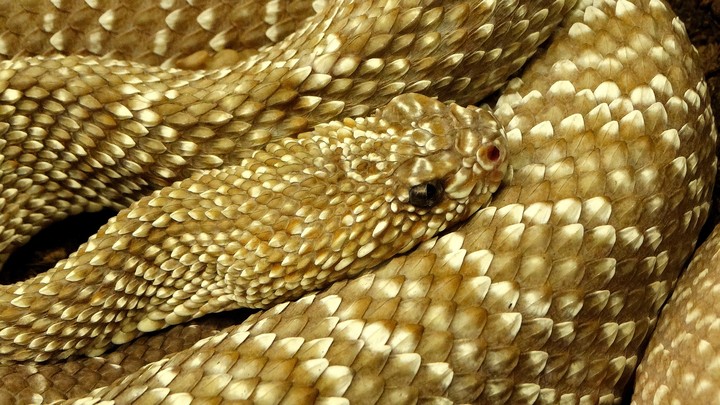 Kígyó