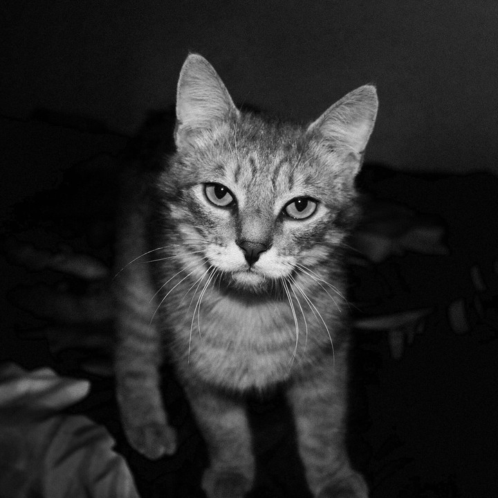 Cats