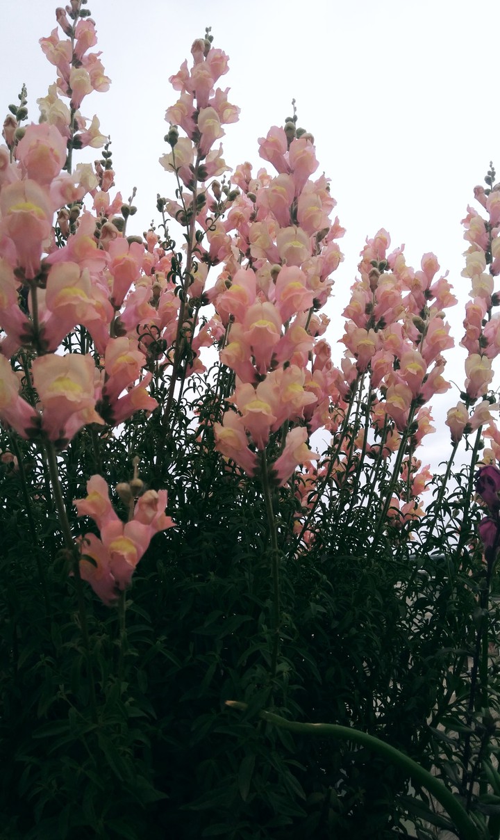 my flowers