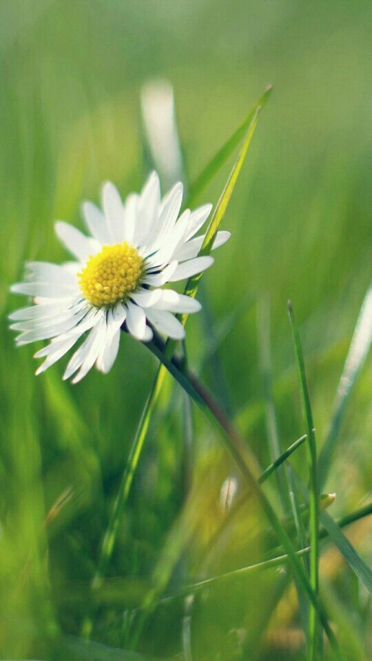 flower in the green