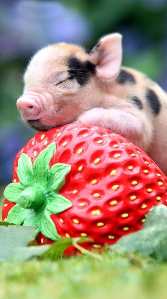 Guinea pig on strawberry