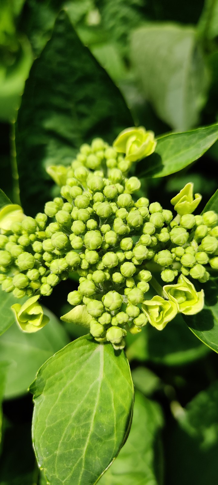 green flower