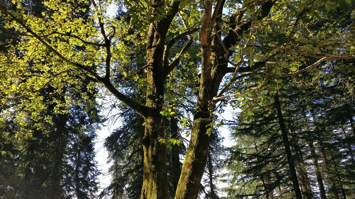 the green