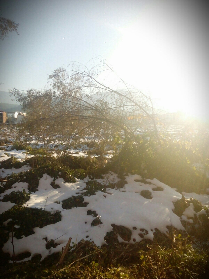 tree_درخت