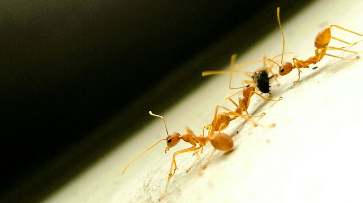 Ants