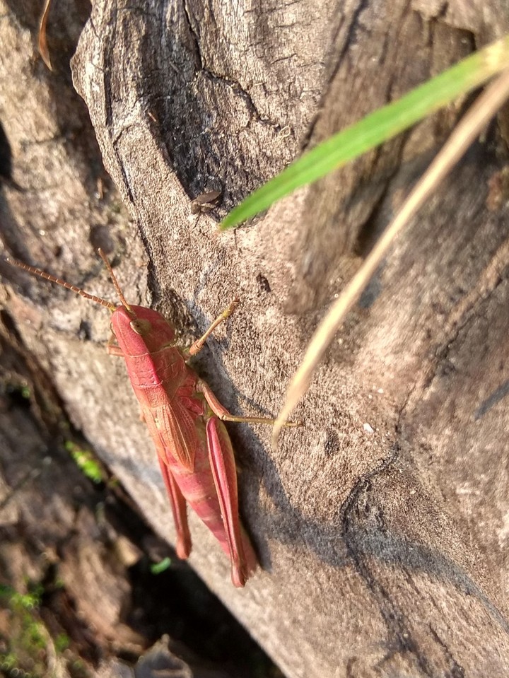Grasshopper