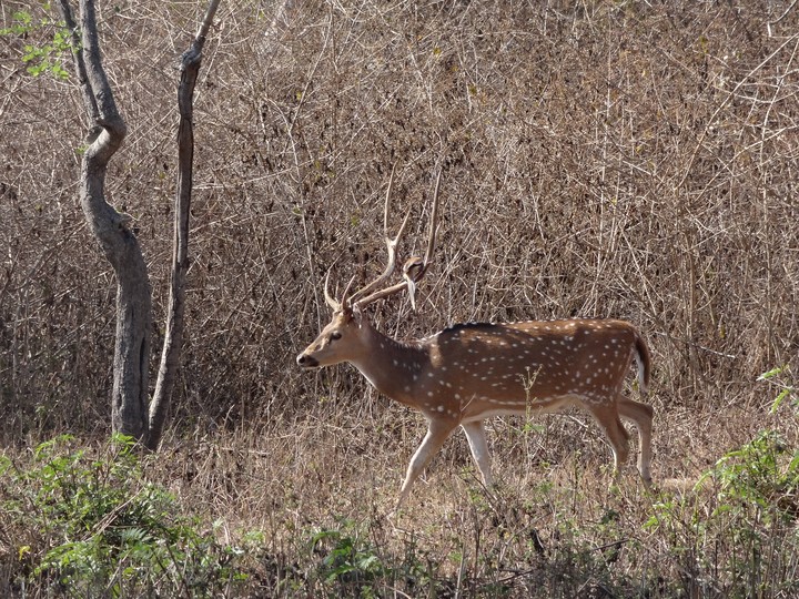 Deer